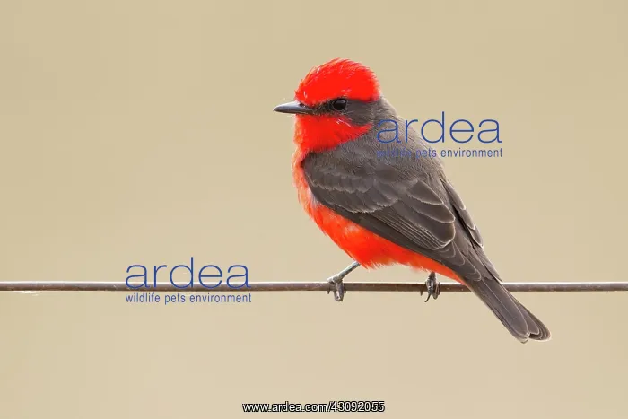: Vermilion Flycatcher : Vermilion Flycatcher