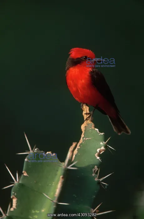 : Vermilion Flycatcher : Vermilion Flycatcher