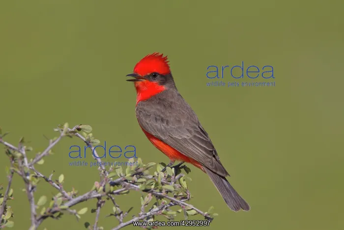  : Vermilion Flycatcher - adult male - singing