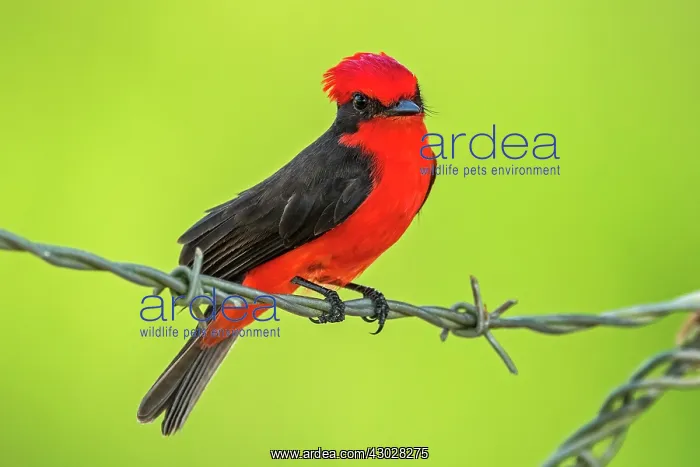: Vermilion Flycatcher, Los Llanos, Colombia : Vermilion Flycatcher, Los Llanos, Colombia