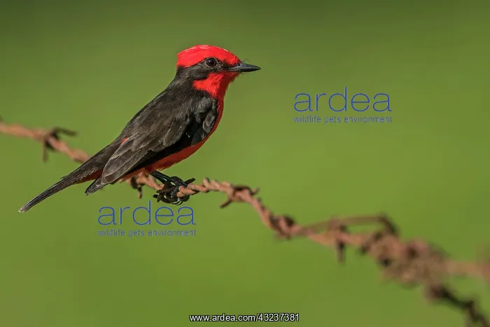: Vermilion Flycatcher, Los Llanos, Colombia : Vermilion Flycatcher, Los Llanos, Colombia