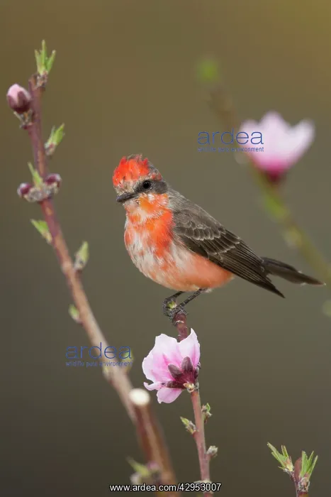 : Vermilion Flycatcher - molting male : Vermilion Flycatcher - molting male