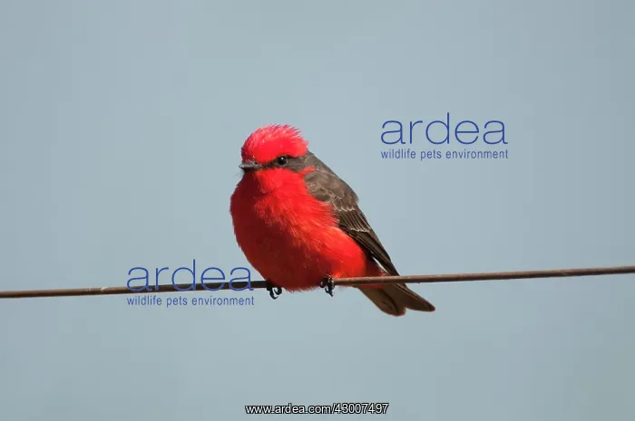 : Vermilion Flycatcher perched on wire : Vermilion Flycatcher perched on wire