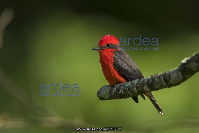 : Vermilion Flycatcher (Pyrocephalus obscurus) Pereira : Vermilion Flycatcher (Pyrocephalus obscurus) Pereira