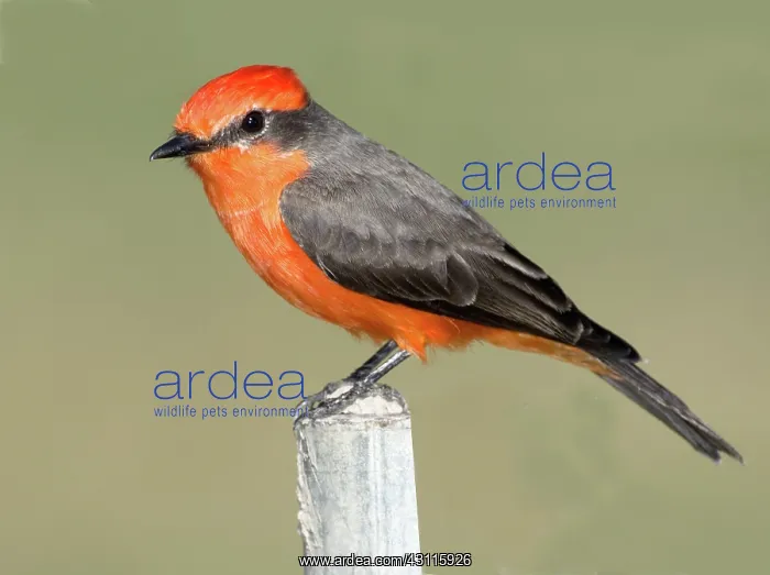 : Vermilion Flycatcher (Pyrocephalus rubinus) : Vermilion Flycatcher (Pyrocephalus rubinus)