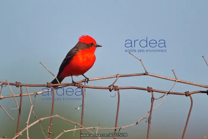 : Vermilion Flycatcher (Pyrocephalus rubinus) : Vermilion Flycatcher (Pyrocephalus rubinus)