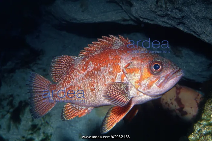 : Vermilion Rockfish : Vermilion Rockfish