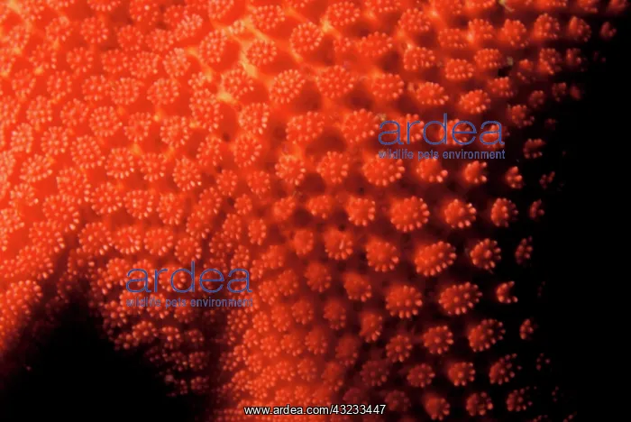 : Vermilion star, Mediaster aequalis, Sechelt : Vermilion star, Mediaster aequalis, Sechelt
