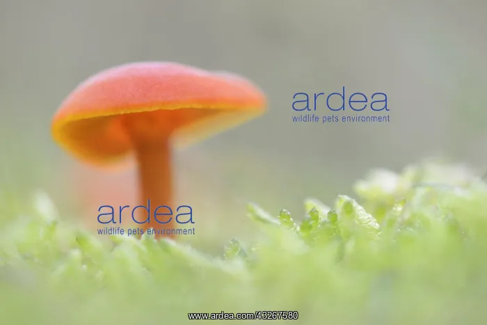 : Vermilion Waxcap (Hygrocybe miniata) in the mos : Vermilion Waxcap (Hygrocybe miniata) in the mos