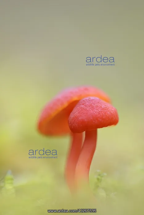 : Vermilion Waxcap (Hygrocybe miniata) in the mos : Vermilion Waxcap (Hygrocybe miniata) in the mos