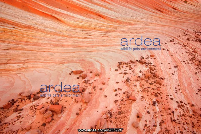 : Vermillion Cliffs - White Pocket - carved rock : Vermillion Cliffs - White Pocket - carved rock