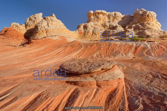 : Vermillion Cliffs - White Pocket - carved rock : Vermillion Cliffs - White Pocket - carved rock