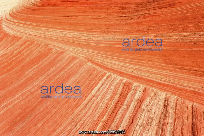 : Vermillion Cliffs - White Pocket - carved rock : Vermillion Cliffs - White Pocket - carved rock
