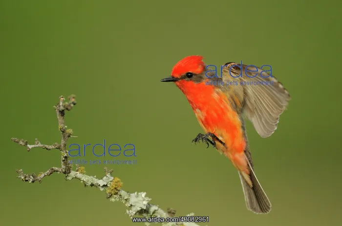 : Vermillion flycatcher : Vermillion flycatcher