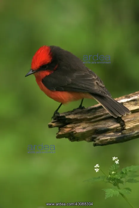 : Vermillion Flycatcher : Vermillion Flycatcher