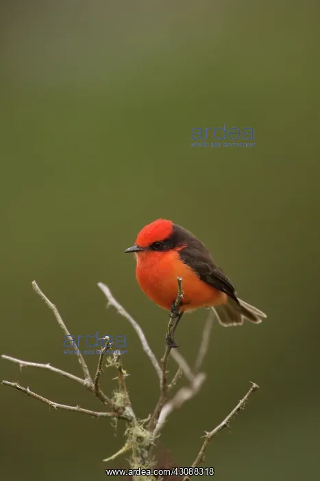 : Vermillion Flycatcher : Vermillion Flycatcher