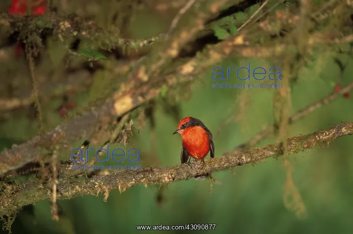 : Vermillion Flycatcher : Vermillion Flycatcher