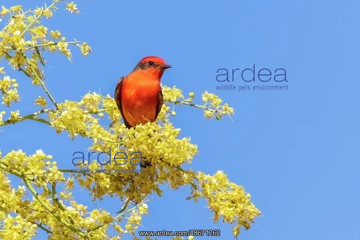 : Vermillion flycatcher male in blooming mesquite tree, Pima : Vermillion flycatcher male in blooming mesquite tree, Pima
