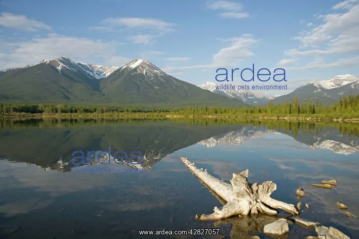: Vermillion Lakes : Vermillion Lakes