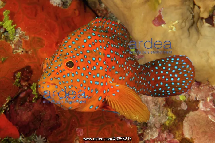 : Vermillion seabass (Cephalopholis miniata) in front : Vermillion seabass (Cephalopholis miniata) in front
