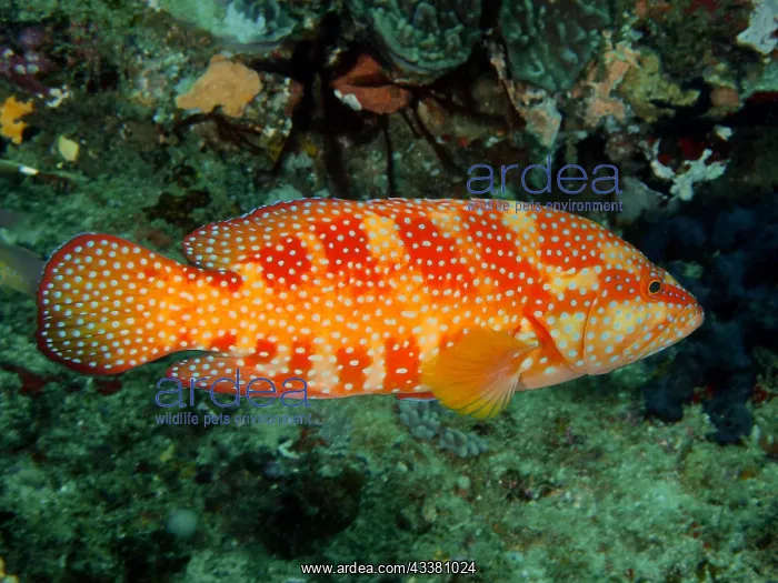 : Vermillion seabass (Cephalopholis miniata), Sodwana : Vermillion seabass (Cephalopholis miniata), Sodwana