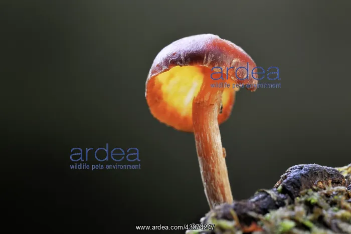 : Vermillion waxcap : Vermillion waxcap