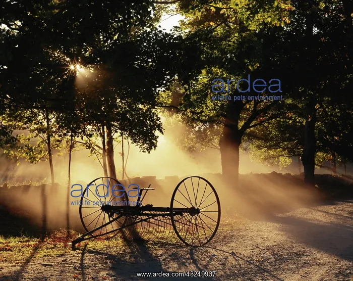 : Vermont, Northeast Kingdom, Sunlight falling : Vermont, Northeast Kingdom, Sunlight falling