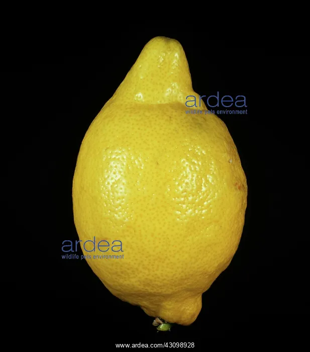 : Whole Verna Lemon : Whole Verna Lemon