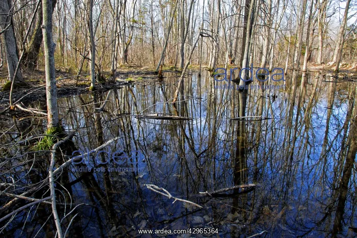 : Vernal Pool - in spring time - Breeding place for : Vernal Pool - in spring time - Breeding place for
