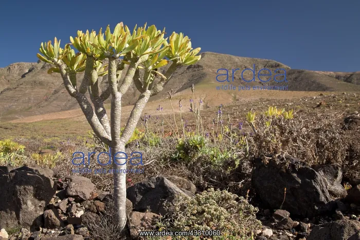 : Verode - growing on dry volcanic hillside : Verode - growing on dry volcanic hillside