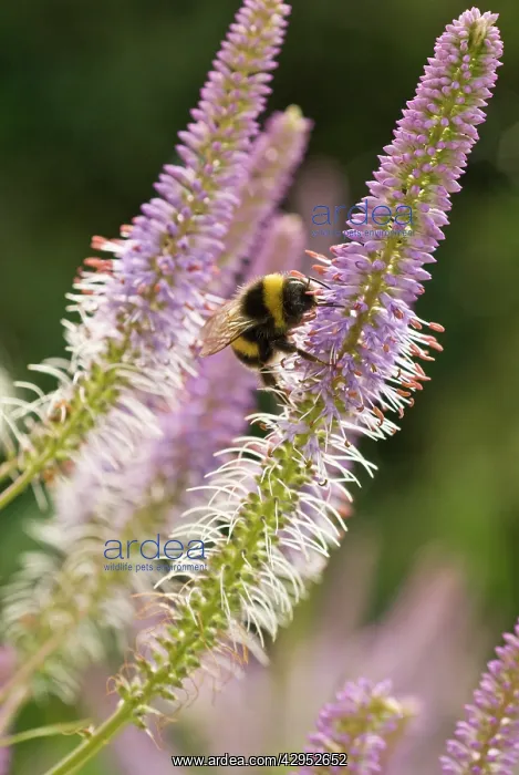 : Veronica, Veronicastrum vitginicum Fascination : Veronica, Veronicastrum vitginicum Fascination