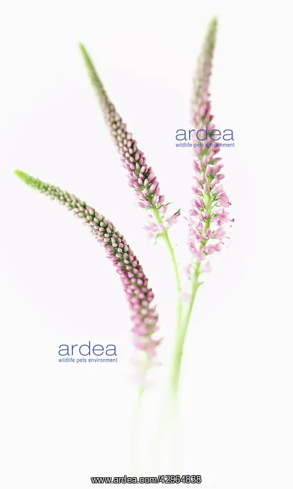: Veronica. Buddleja, cut out of three Veronica getianoides : Veronica. Buddleja, cut out of three Veronica getianoides