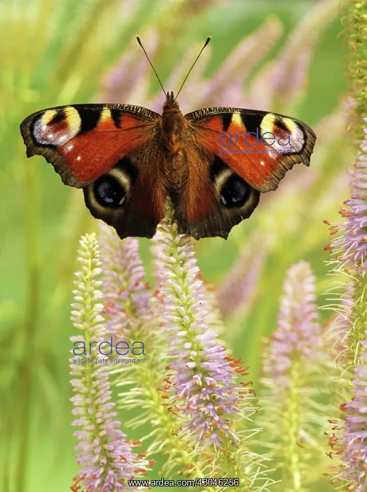 : Veronica, Veronicastrum vitginicum Fascination : Veronica, Veronicastrum vitginicum Fascination