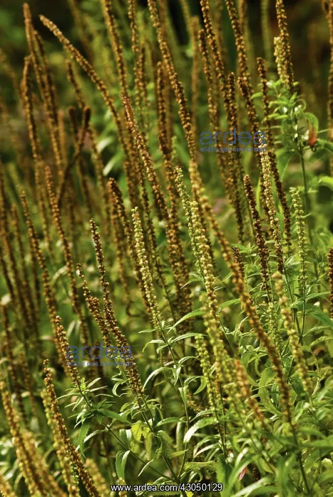 : Veronica, Veronica longifolia : Veronica, Veronica longifolia