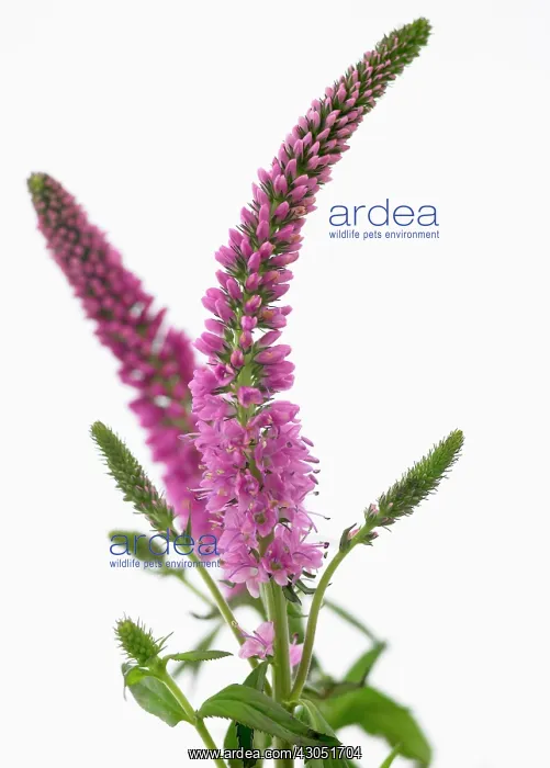 : Veronica, Veronica longifolia Anna : Veronica, Veronica longifolia Anna