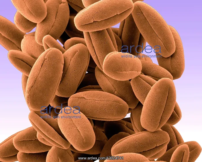 : Veronica Pollen : Veronica Pollen