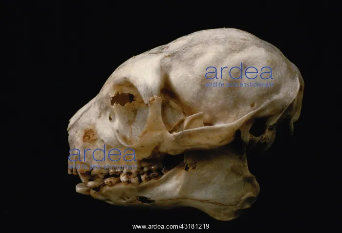 : Verraeux's Sifaka skull : Verraeux's Sifaka skull