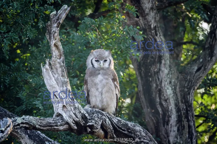 : Verreaux Eagle-Owl (Bubo lacteus) standing in log : Verreaux Eagle-Owl (Bubo lacteus) standing in log
