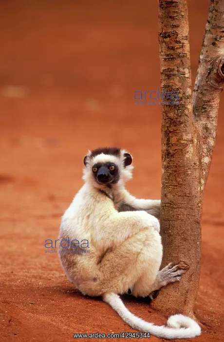 : VerreauxIs SIFAKA - sitting on ground, endemic : VerreauxIs SIFAKA - sitting on ground, endemic
