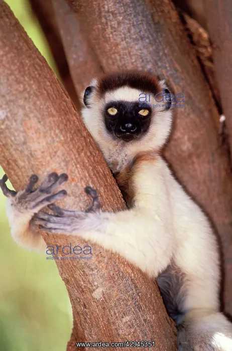 : VerreauxIs SIFAKA - sitting in tree, close-up of : VerreauxIs SIFAKA - sitting in tree, close-up of