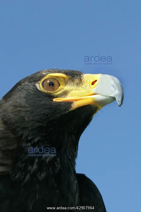 : Verreaux's Eagle / Black Eagle : Verreaux's Eagle / Black Eagle