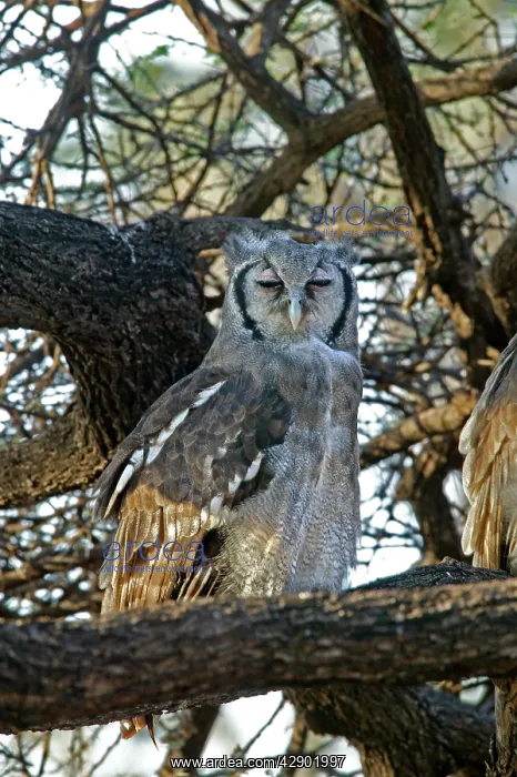 : Verreaux's Eagle Owl : Verreaux's Eagle Owl