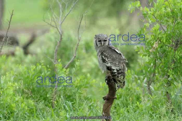 : Verreaux's Eagle-Owl : Verreaux's Eagle-Owl