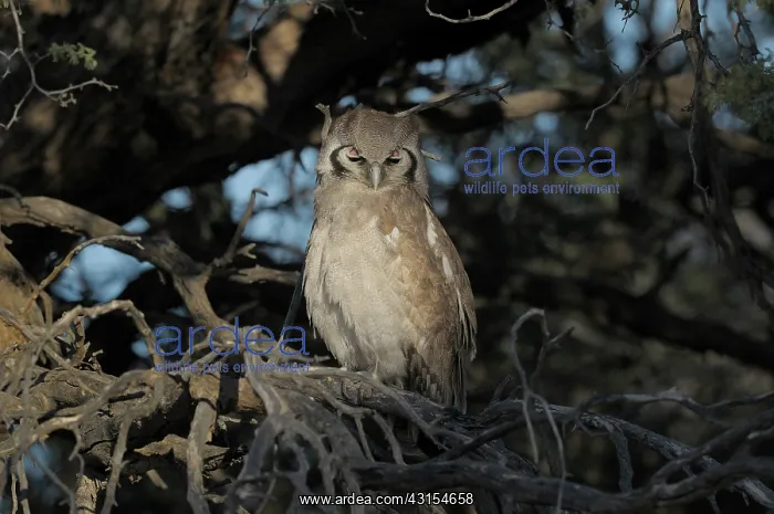 : Verreaux's Eagle-Owl : Verreaux's Eagle-Owl
