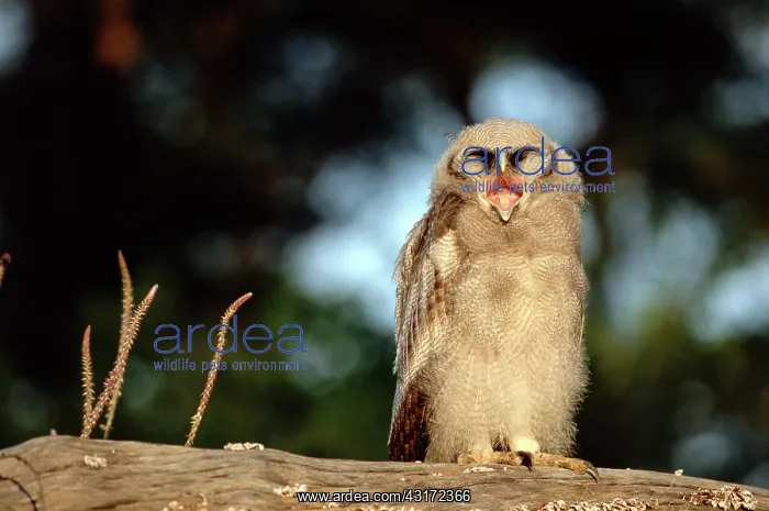 : Verreaux's Eagle-Owl : Verreaux's Eagle-Owl