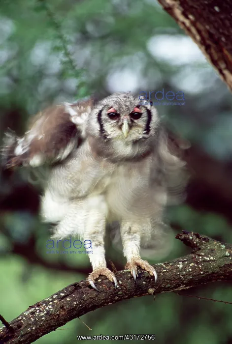 : Verreaux's Eagle-Owl : Verreaux's Eagle-Owl