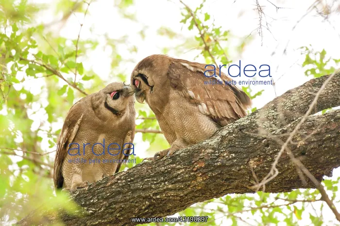 : Verreaux's Eagle-Owl : Verreaux's Eagle-Owl