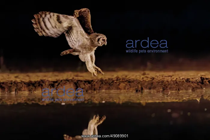 : Verreaux's eagle-owl (Ketupa lactea) : Verreaux's eagle-owl (Ketupa lactea)