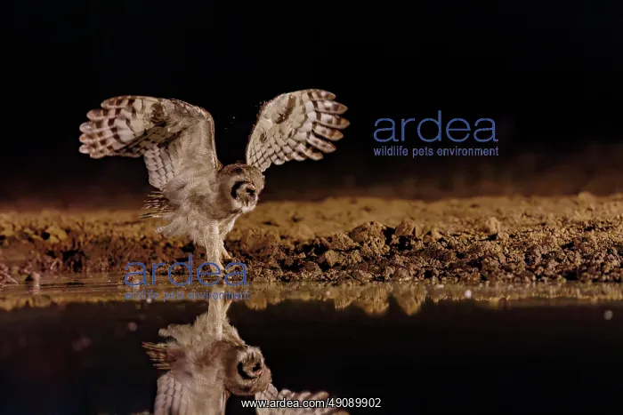 : Verreaux's eagle-owl (Ketupa lactea) : Verreaux's eagle-owl (Ketupa lactea)