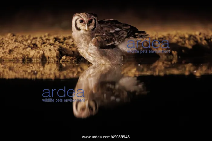  : Verreaux's eagle-owl (Ketupa lactea)